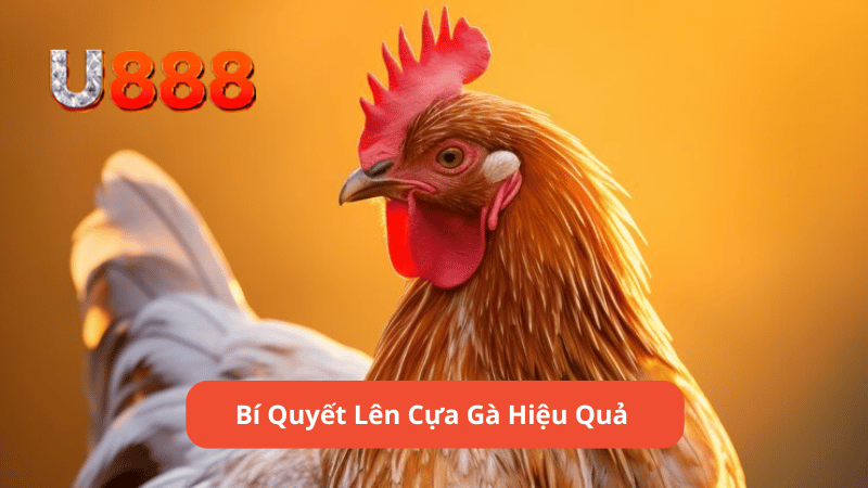 Bí Quyết Lên Cựa Gà Hiệu Quả