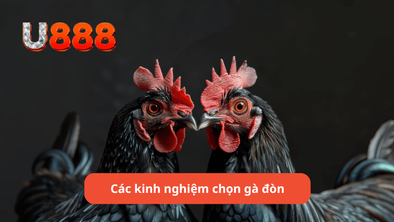 Các kinh nghiệm chọn gà đòn