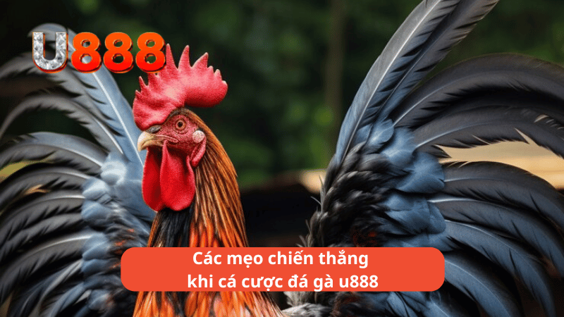 Các mẹo chiến thắng khi cá cược đá gà u888