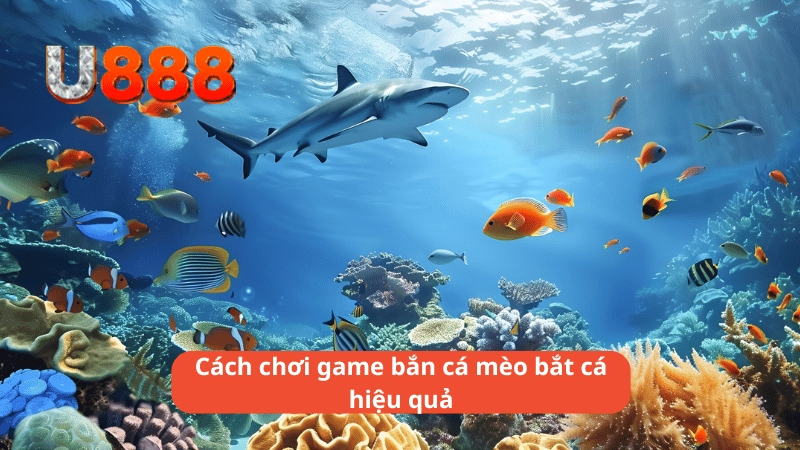 Cách chơi game bắn cá mèo bắt cá hiệu quả