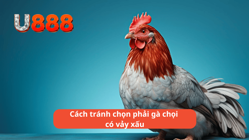 Cách tránh chọn phải gà chọi có vảy xấu