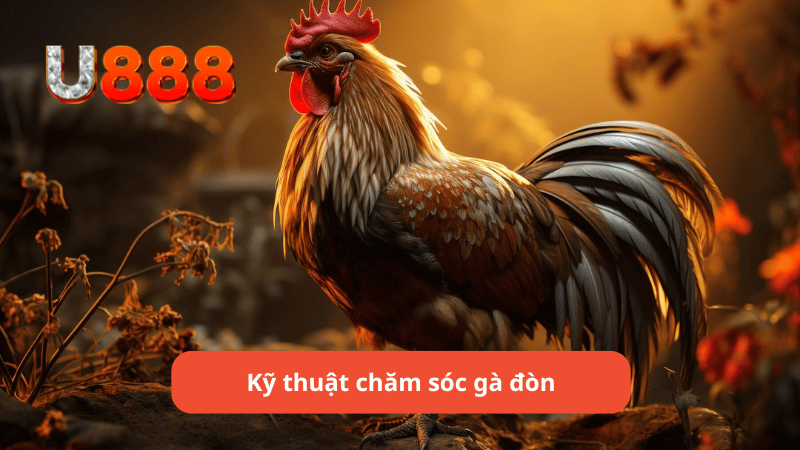 Kỹ thuật chăm sóc gà đòn