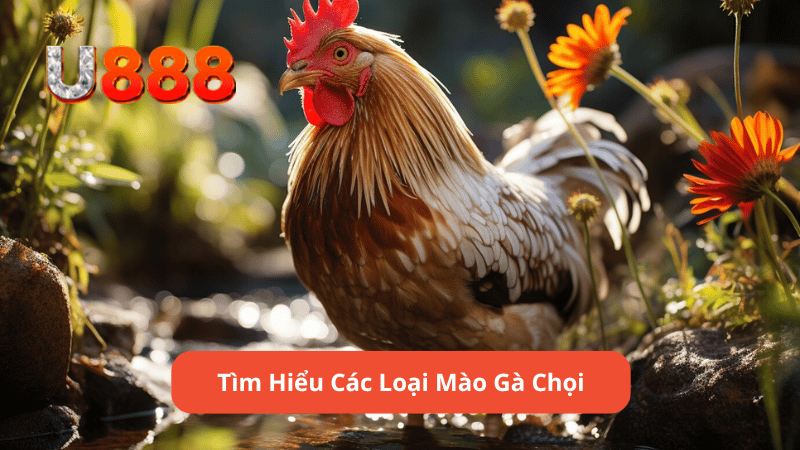 Tìm Hiểu Các Loại Mào Gà Chọ