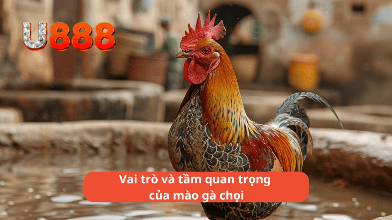 Vai trò và tầm quan trọng của mào gà chọi