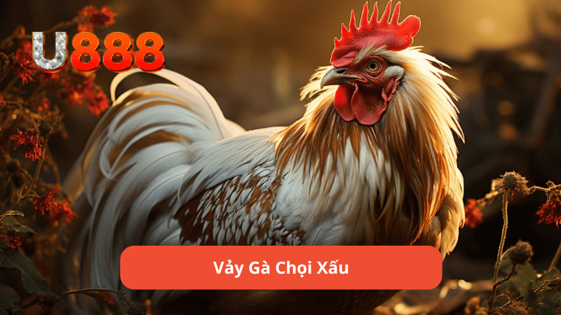 Vảy gà chọi xấu là gì?